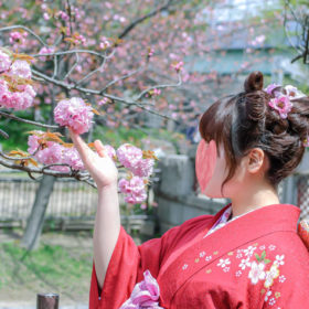 成人式振袖赤桜~前撮り写真 | 着物レンタルなら尼崎武庫之荘Lemon 成人式振袖赤桜~前撮り写真 | 着物レンタルなら尼崎武庫之荘Lemon