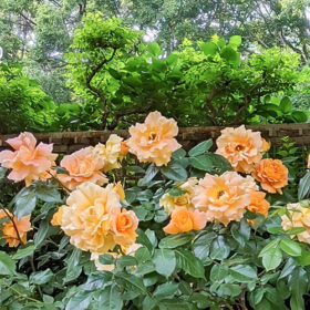 5月オレンジのバラの花